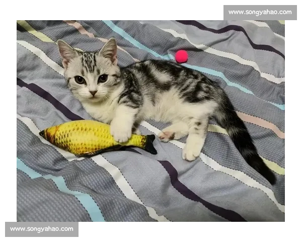 《赛季猫比赛：挑战极限，开启萌宠竞技新时代》